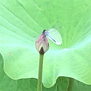 蓮トンボ拡大 蓮トンボ拡大